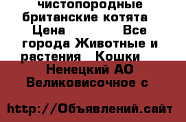 чистопородные британские котята › Цена ­ 10 000 - Все города Животные и растения » Кошки   . Ненецкий АО,Великовисочное с.